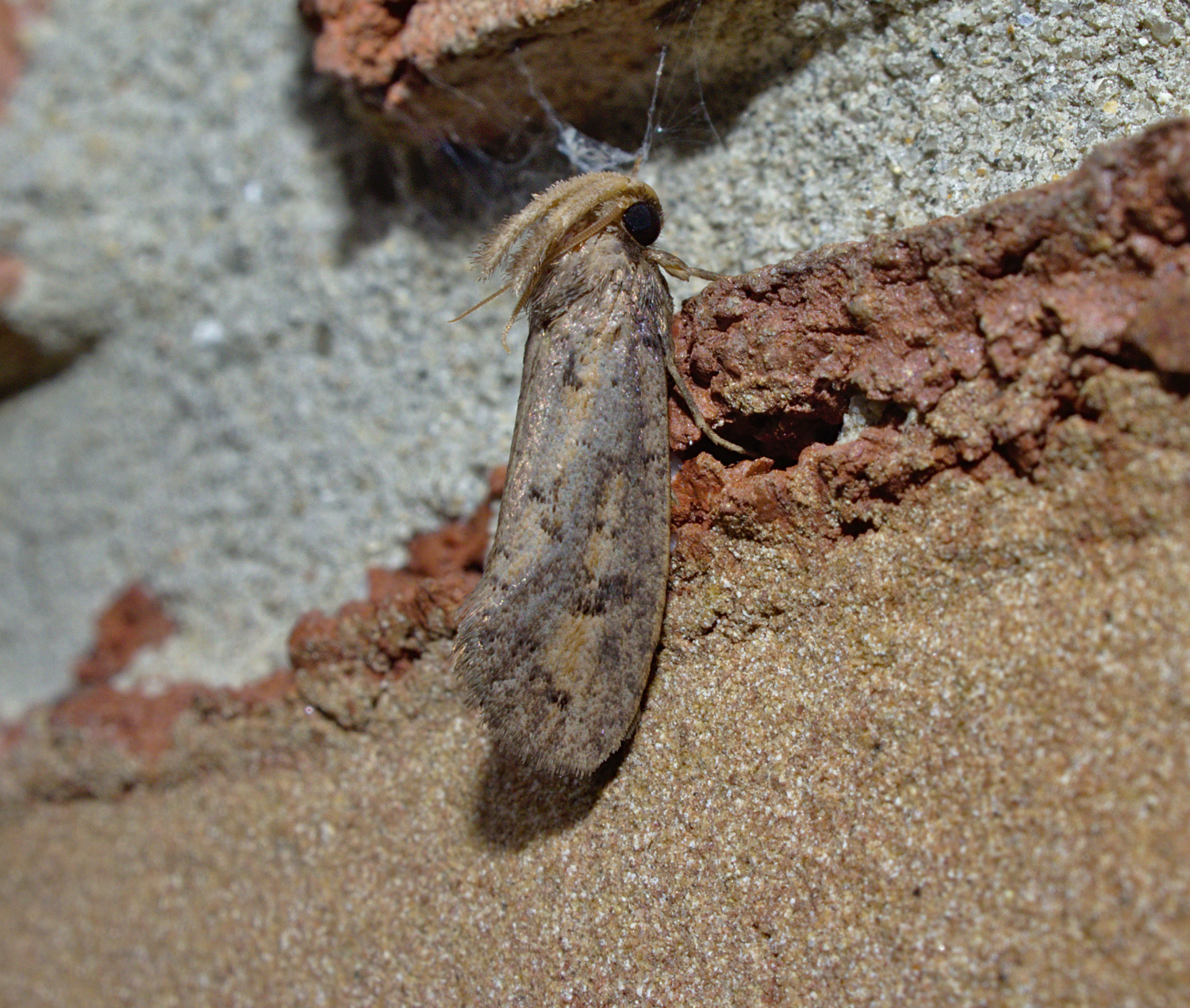 Big hairy PALPS_20200709.jpg